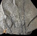 Walchia piniformis (SCHLOTHEIM 1820) - Bild © FossNet FossilienStore